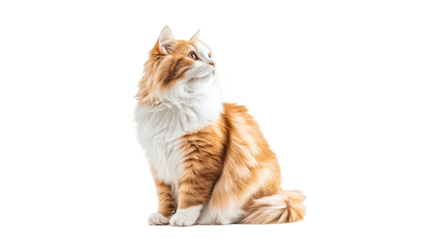 Fluffy orange and white cat sitting gracefully png