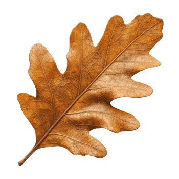 Detailed Close Up of a Dry Oak Leaf Showcasing Texture and Color in Autumn Season Against a . png
