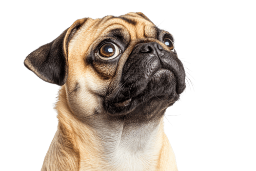 Cute pug with bright, expressive eyes png