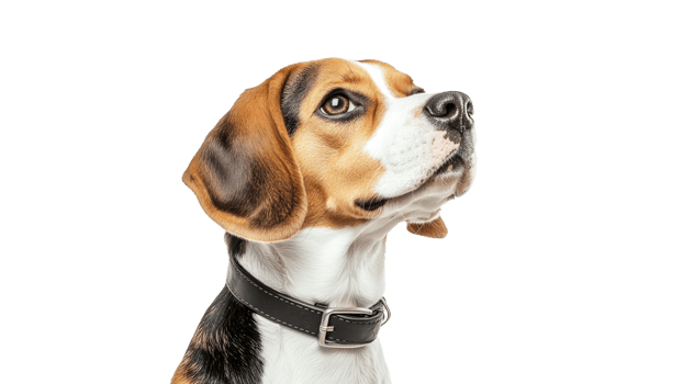 Beagle with a curious expression looking up png