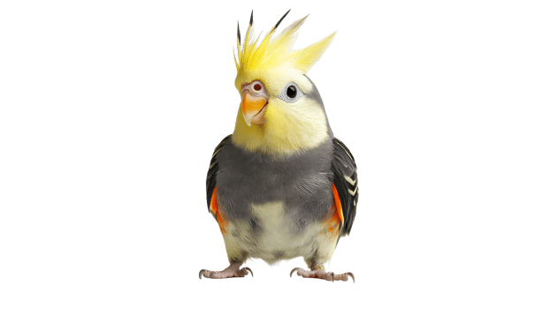 Yellow crested cockatiel with orange cheeks png