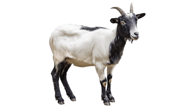 Black and white goat standing on a farm png