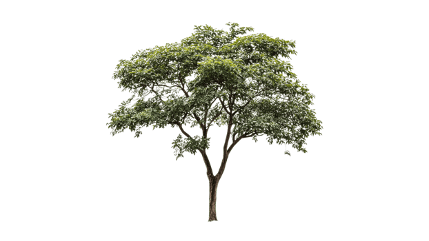 Beautiful green tree in isolated setting png