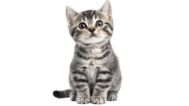 Cute kitten with expressive eyes sitting calmly transparent png