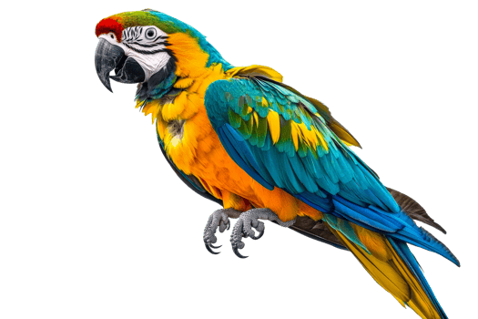 Vibrant macaw perched against a white backdrop png