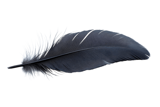 Detailed black feather on white png
