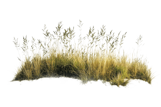 Grasses sway gently by the shore png