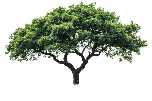 Beautiful green tree with wide canopy in sunlight png