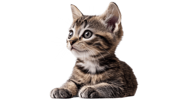Playful kitten posing on a white surface png