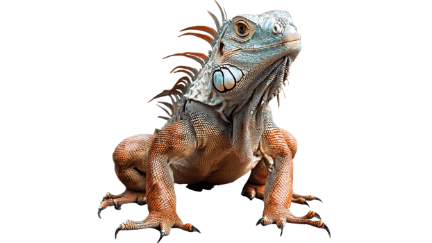 Colorful iguana basking under sunlight in nature png