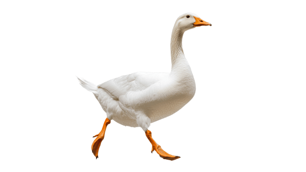 White goose walks elegantly in open space png
