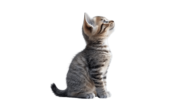 Curious kitten gazing upward in bright light transparent png