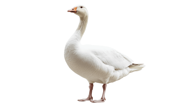 Confident white goose on plain backdrop png