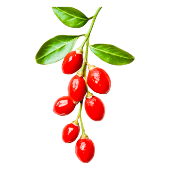Bright Red Berries with Green Leaves png