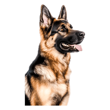 Realistic Portrait of a German Shepherd Dog with Alert Expression and Fur png