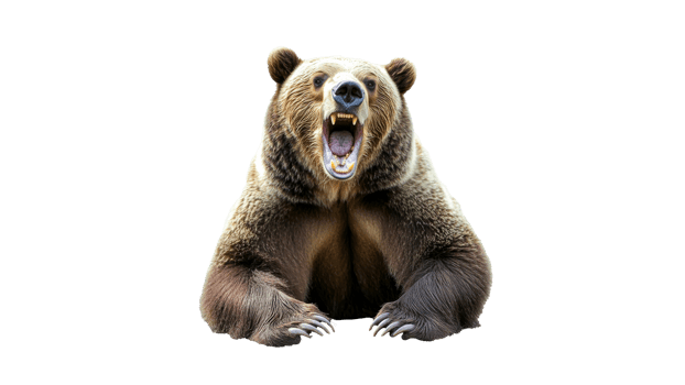 Grizzly bear roaring with mouth wide open png