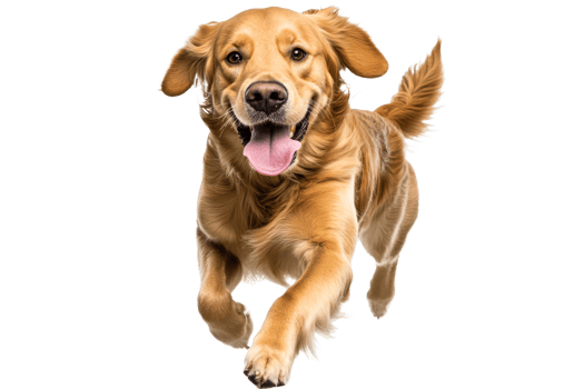 Joyful golden retriever running towards camera png
