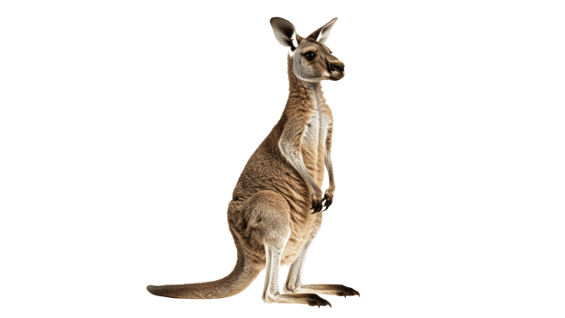 Kangaroo standing upright in natural pose transparent png