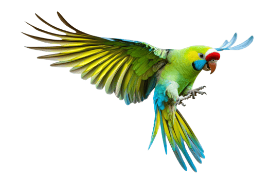 Vibrant parrot flying on white png