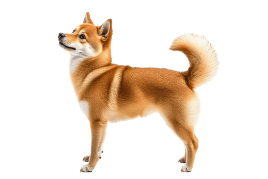 Shiba Inu posing with confidence in studio setting png