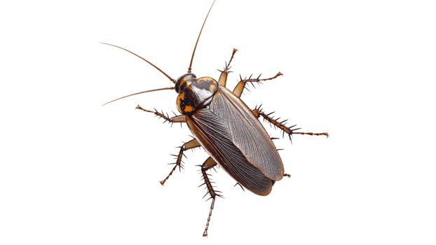 Close up of a cockroach on a white background png
