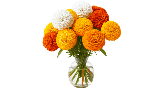 Colorful marigold bouquet brightening the room png