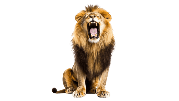 Lion roaring loudly in a bright setting png