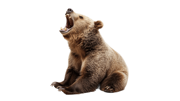 Bear yawns while sitting in a natural pose png