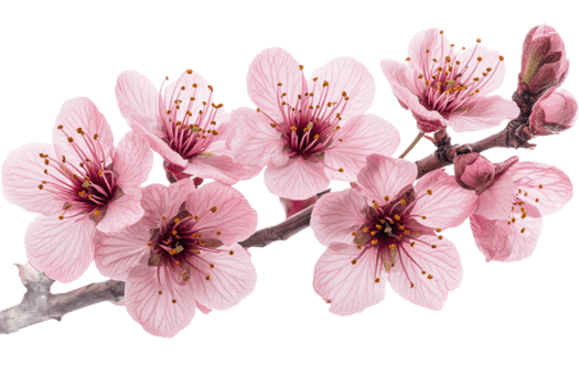 Cherry blossom branch with pink flowers png