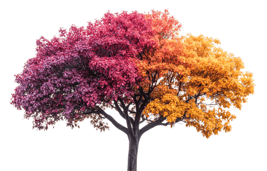 Vibrant tree displays autumn leaves png