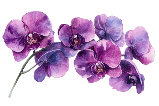 Vibrant purple orchids in watercolor png