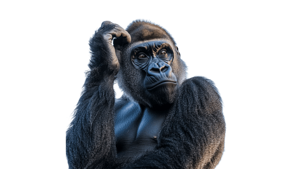 Gorilla scratching head in nature png