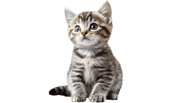 Cute gray striped kitten sitting and looking up png