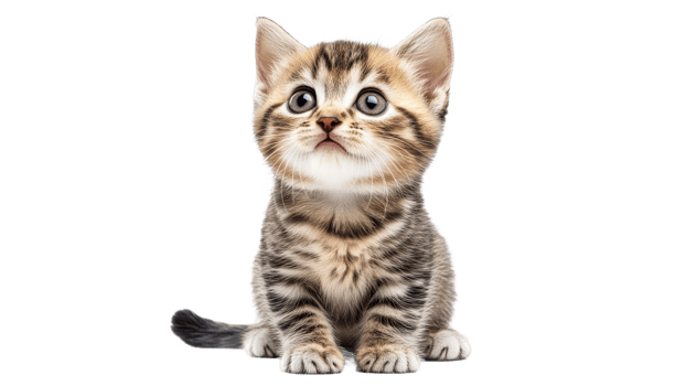Cute kitten with big blue eyes looking up png