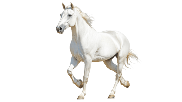 Majestic white horse galloping in open space png