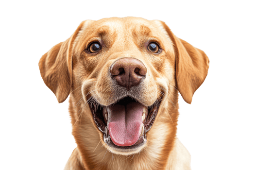 Happy golden retriever smiling at the camera transparent png