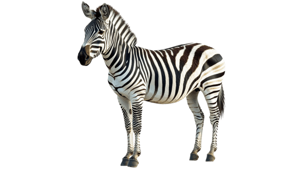 Stripes and grace A zebra in its natural stance png