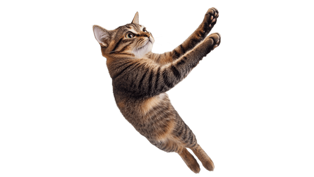 Cat leaping playfully in mid air png