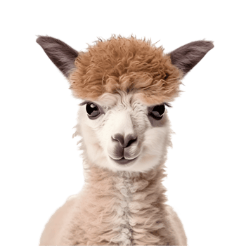 Adorable baby alpaca with big eyes animal portrait studio setting close-up cute concept png