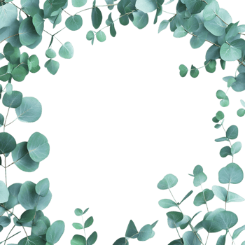 Eucalyptus Leaves Frame PNG Against Transparent Background for Greenery Border, Botanical Design, or Nature-Inspired Artwork
