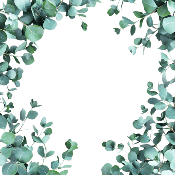 Eucalyptus Leaves Frame PNG Against Transparent Background for Greenery Border, Botanical Design, or Nature-Inspired Artwork