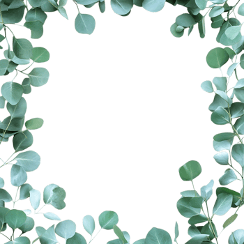 Eucalyptus Leaves Frame PNG Against Transparent Background for Greenery Border, Botanical Design, or Nature-Inspired Artwork