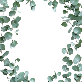 Eucalyptus Leaves Frame PNG Against Transparent Background for Greenery Border, Botanical Design, or Nature-Inspired Artwork