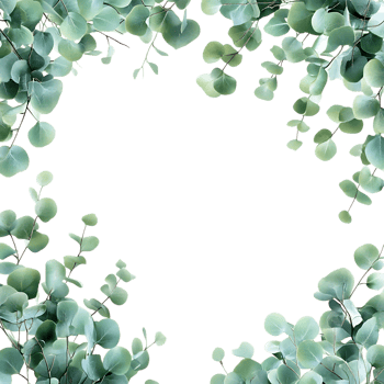 Eucalyptus Leaves Frame PNG Against Transparent Background for Greenery Border, Botanical Design, or Nature-Inspired Artwork