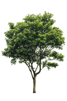 A single deciduous tree isolated on a transparent background. Ideal for design projects, architectural visualizations, or adding greenery to any composition png