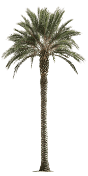 Isolated palm tree on a transparent background. Perfect for architectural renderings, landscape designs, or any project needing a realistic palm tree image png