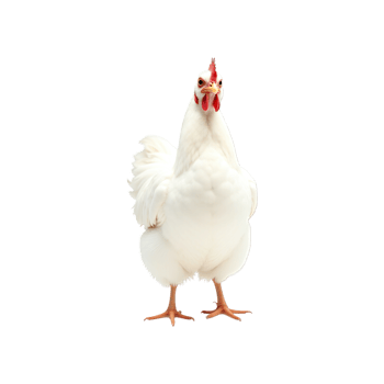 The entire body of a female domestic chicken png