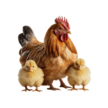 Mother hen and her chicks png