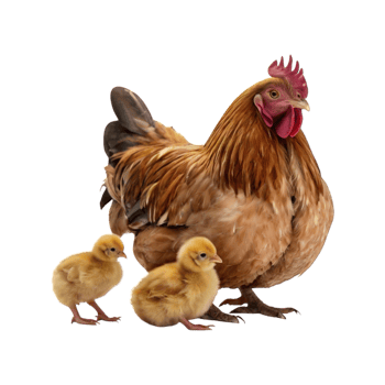 An adult chicken is resting with its chicks png