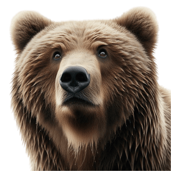 Close up Portrait of a Brown Bear png